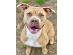 Adopt Sweetheart a Pit Bull Terrier, Mixed Breed