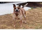 Adopt Lulu - fostered in Omaha a Boxer, Cattle Dog