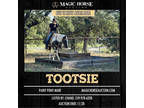 Tootsie~True All Around Pony*Gentle for Anyone*Paint Pony Mare