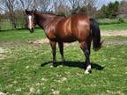 AQHA Quarter Horse Mare