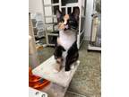 Adopt Patches a Domestic Short Hair