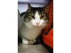 Adopt Bunny (bonded with Kira) a Domestic Short Hair
