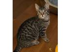 Adopt Raven a Domestic Short Hair, Extra-Toes Cat / Hemingway Polydactyl