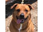 Adopt Roxy a Rhodesian Ridgeback, Mixed Breed