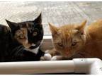 Adopt Polly & Parker a Domestic Short Hair, Calico