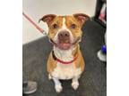 Adopt Lucy a Pit Bull Terrier