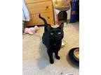 Adopt Ursula a Domestic Short Hair