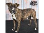 Adopt JANICE a Pit Bull Terrier, Mixed Breed