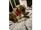 Adopt Princess a Pit Bull Terrier, Mixed Breed