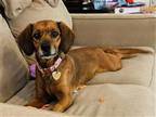 Adopt Winifred a Beagle