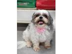 Adopt Abby & Daisy a Shih Tzu