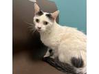 Adopt Snowball a Domestic Short Hair