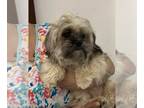 Shih Tzu PUPPY FOR SALE ADN-709951 - Violets Angel Mick