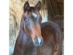 Adopt Navy a Quarterhorse