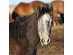 Adopt Violet a Quarterhorse