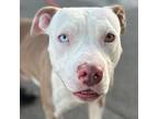 Adopt Millie - Foster or Adopt Me! a American Staffordshire Terrier
