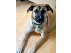 Adopt Mama Malibu pup: Capri a Labrador Retriever