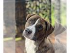 American Pit Bull Terrier Mix DOG FOR ADOPTION RGADN-1093887 - EMMETT RICHMOND -