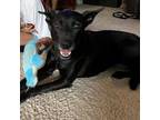 Adopt Chet SH a Labrador Retriever, Pit Bull Terrier