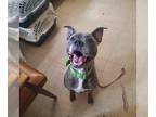 American Pit Bull Terrier Mix DOG FOR ADOPTION RGADN-1096695 - Dozer - American