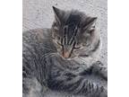 Adopt ICU a Tabby, Domestic Short Hair