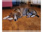 Plott Hound Mix DOG FOR ADOPTION RGADN-1108295 - Rollo (8mo,44lbs) - Plott Hound