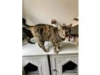 Adopt Zoey a Tabby, Domestic Short Hair