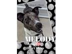 Adopt Melody a Mixed Breed