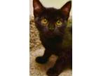 Adopt LOLA a Domestic Short Hair