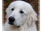 Great Pyrenees DOG FOR ADOPTION RGADN-1156534 - Clyde - Great Pyrenees (long
