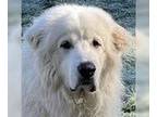 Great Pyrenees DOG FOR ADOPTION RGADN-1156534 - Clyde - Great Pyrenees (long