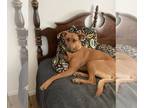 Labrador Retriever Mix DOG FOR ADOPTION RGADN-1156536 - Rosalee - Labrador