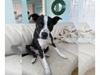 Labrador Retriever Mix DOG FOR ADOPTION RGADN-1156539 - Lady P - Terrier /