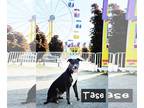 Bull Terrier Mix DOG FOR ADOPTION RGADN-1156549 - Tase - Bull Terrier / Mixed