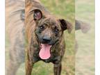 Dutch Shepherd -Plott Hound Mix DOG FOR ADOPTION RGADN-1156553 - Key - Plott