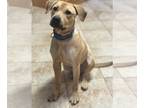 Labrador Retriever Mix DOG FOR ADOPTION RGADN-1156555 - Buzz Lightyear -