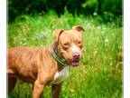 American Staffordshire Terrier Mix DOG FOR ADOPTION RGADN-1156564 - Ladybug -