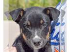 German Shepherd Dog Mix DOG FOR ADOPTION RGADN-1156571 - Dunn - Cattle Dog /