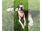 American Pit Bull Terrier Mix DOG FOR ADOPTION RGADN-1156574 - Banjo - Pit Bull