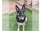 German Shepherd Dog DOG FOR ADOPTION RGADN-1156575 - Archie - German Shepherd