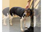 Treeing Walker Coonhound DOG FOR ADOPTION RGADN-1156614 - Mae - Treeing Walker