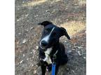 Adopt Aisha a Border Collie, Whippet