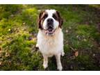 Adopt Patsy a Saint Bernard