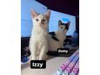 Adopt Izzy and Dotty - sisters, dual adoption ONLY a Domestic Short Hair