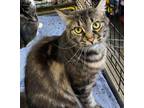 Adopt Mila a Domestic Short Hair