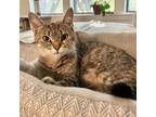 Adopt Lahli a Domestic Short Hair