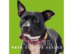 Adopt Angel a Labrador Retriever, American Staffordshire Terrier