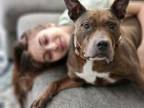 Adopt Isabelle a American Staffordshire Terrier