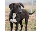 Adopt Jolene a Black Labrador Retriever