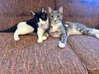 Adopt Bolt and Champ a Domestic Short Hair